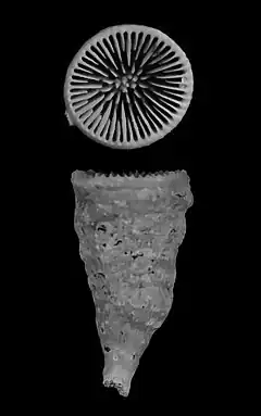 Description de l'image Caryophyllia squiresi (10.3989-scimar.04863.10A) Figure 3 (cropped).jpg.