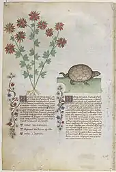 Page de manuscrit avec deux colonnes de texte en gothique bordées d'une frise de fleurs stylisées et surmontées d'une illustration en couleur : à gauche, une plante à fleurs rouges, à droite une tortue.