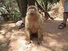 Macaque berbère
