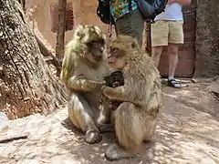 Quelques macaques berbère en liberté