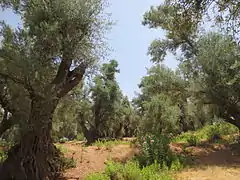 Cascades d'Ouzoud dans l'Atlas (Maroc)
