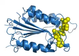 Image illustrative de l’article Caspase 3