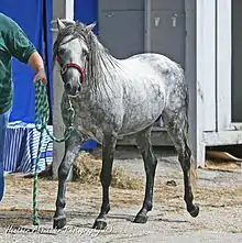 Tout petit cheval gris tenu en licol marchant en main dans une allée.