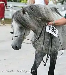 un cheval gris tenu au licol