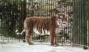 † Tigre de la Caspienne.