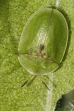 Description de l'image Cassida.rubiginosa.jpg.