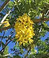 Cassia fistula ou Pluie d'or.