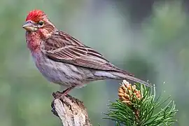 Roselin de Cassin (Haemorhous cassinii), un roselin américain