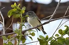 Description de l'image Cassin's Vireo (Vireo cassinii).jpg.