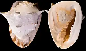 Cassis cornuta - Profils