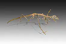 Squelette reconstitué de Microraptor gui.