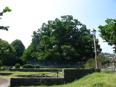 L'arbre qui a inspiré la gouache, vue prise vers 2006 sur la route de Linguaglossa à Sant'Alfio.