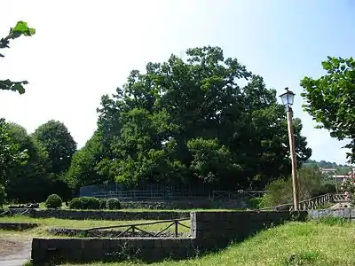 Le châtaignier des cent chevaux en 2006.