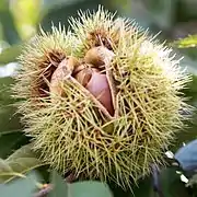 bogue et fruits