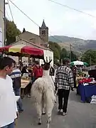 Les lamas à la foire.