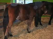 Dans une stabulation paillée d'un hall d'exposition, un cheval bai se tient de dos de trois-quart, la tête vers un autre congénère au fond.