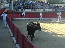 Vue d'une course camarguaise, en 2007, dans les arènes.