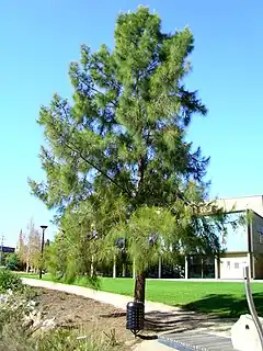 Description de l'image Casuarina cunninghamiana growing next to the Wollundry Lagoon (3).jpg.