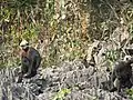 Trachypithecus poliocephalus au Parc National de Cát Bà, Viêt Nam.