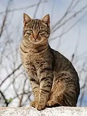 Photo lumineuse en gros plan d'un chat tigré d'allure fière, assis sur un mur ou une barrière, aux yeux verts, qui regarde paisiblement l'objectif. À l'arrière plan sont visibles de fines branches sans feuille.