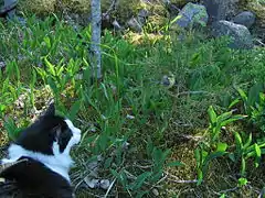 Photo d'un chat noir et blanc observant une mésange bleue juvénile de près.