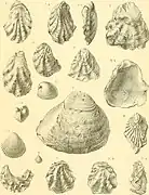 Lamellibranches ou bivalves.