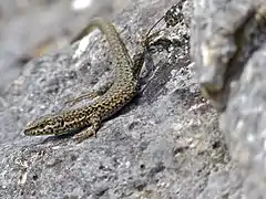 Lézard catalan (Podarcis liolepis sous-espèce cebennensis), Les Rives, Hérault, 6 avril 2014.