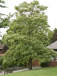 Description de l'image Catalpa ovata tree 1.jpg.