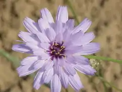 Catananche bleue