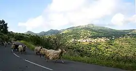 Image illustrative de l’article Corse (race ovine)