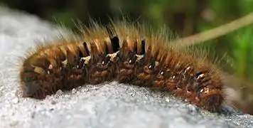 Chenille du Bombyx du chêne