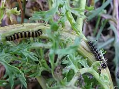 Chenilles de Tyria jacobaeae (gauche) et Nyctemera annulata (droite) sur une même plante-hôte.