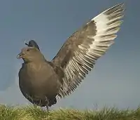 Labbe antarctique (Stercorarius antarcticus)