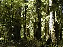 Une forêt de grands arbres.