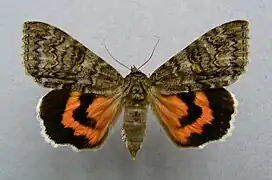 Vue d'un papillon aux ailes étalées, antérieures brun chiné et postérieures orange et noir