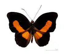 Catonephele acontius acontius ♂ Vue dorsale