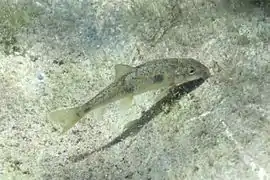 Catostomus occidentalis