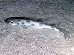 Description de l'image Catshark oedv2.jpg.