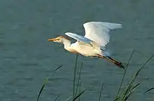 Héron garde-bœufs (Bubulcus ibis)