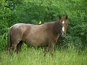 Image illustrative de l’article Cheval au Paraguay