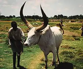 Dinka et sa abigar, près de Wau