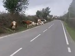 Bétail en liberté, au bord de la route.