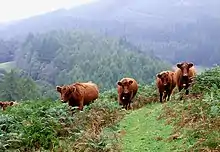 La photo couleur représente des vaches de face dans un champ de montagne planté de hautes fougères.