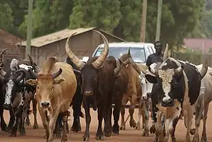 photographie d'un troupeau de bovidés qui traverse les rues de Djouba.