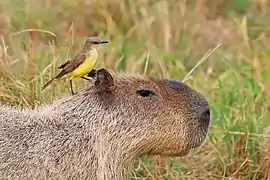 Capybara surmonté d'un oiseau, le Moucherolle querelleur