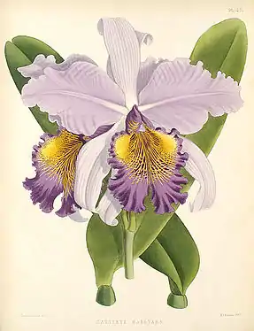 Cattleya × hardyana