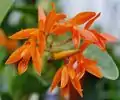 Guarianthe aurantiaca