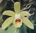 Cattleya luteola