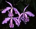 Cattleya maxima