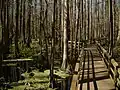 Passerelle à travers les marais de Cyprès chauves